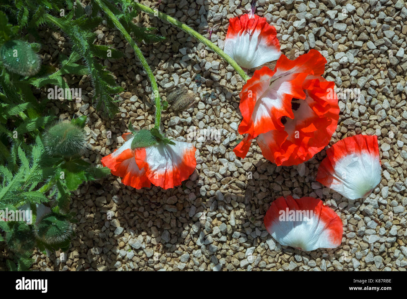 Rosso e bianco fiori di papavero. Foto Stock