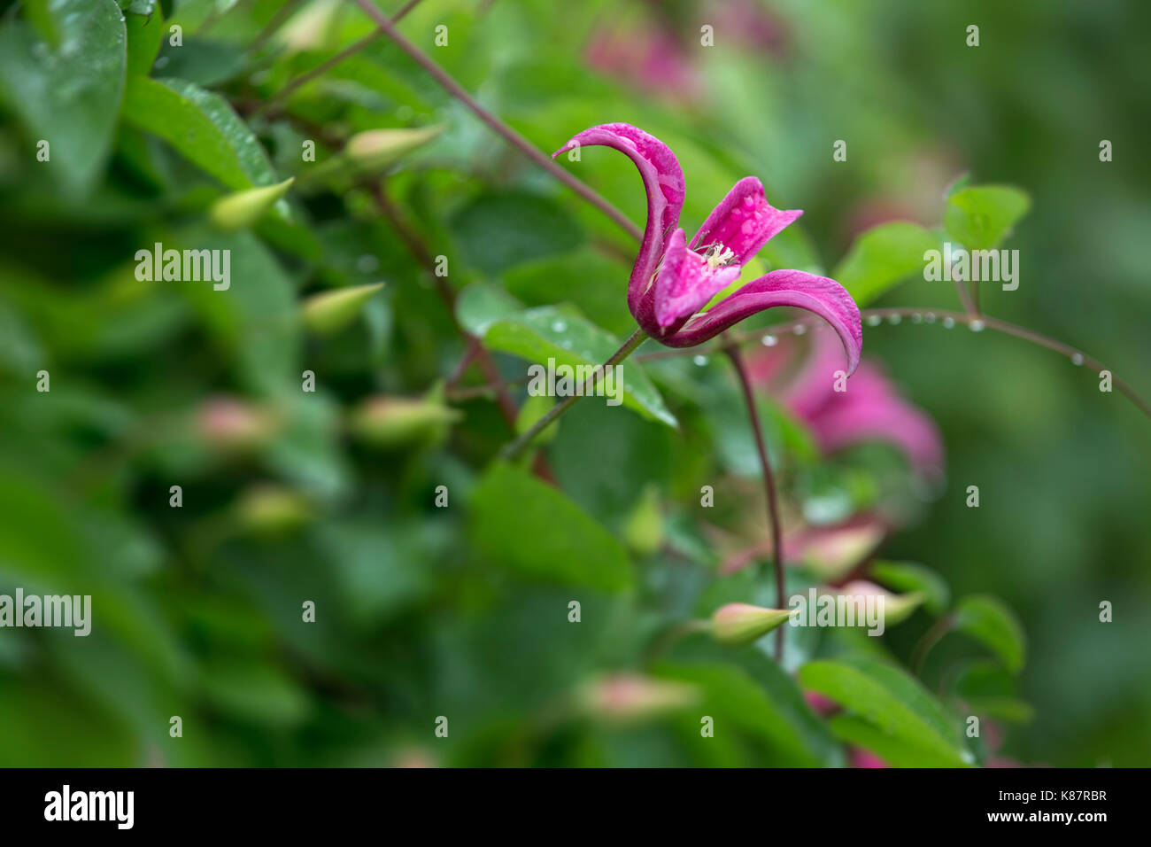 Clematide rosa la principessa Diana. Foto Stock
