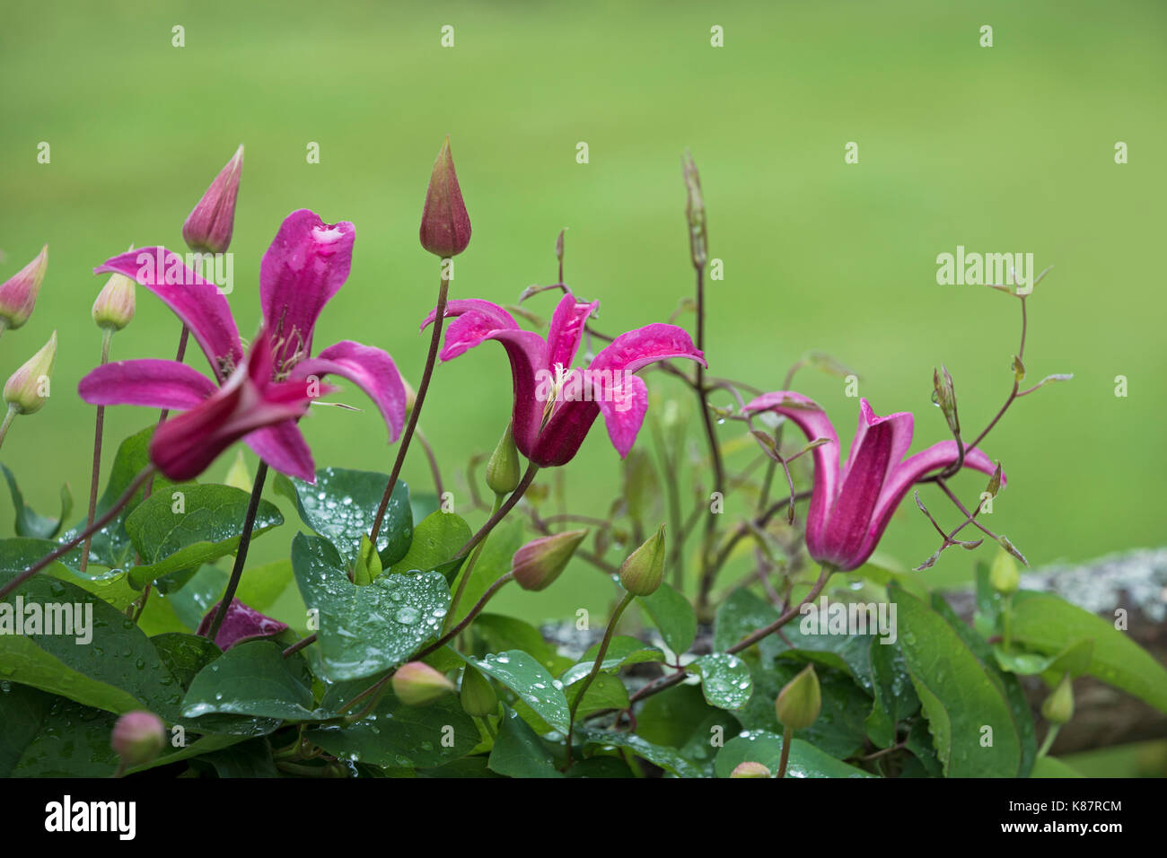 Clematide rosa la principessa Diana. Foto Stock