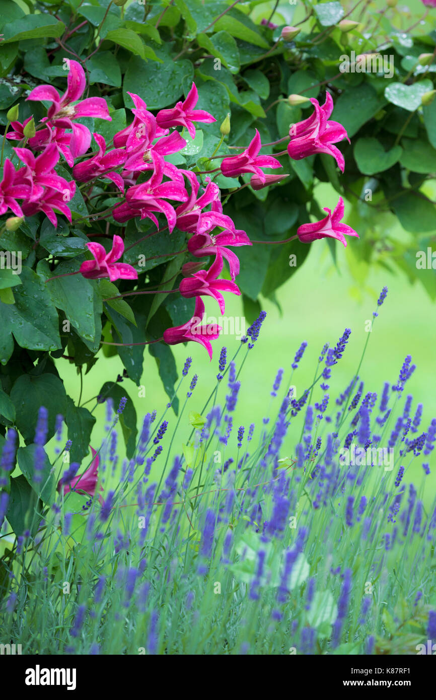 La clematide principessa Diana e lavanda. Foto Stock