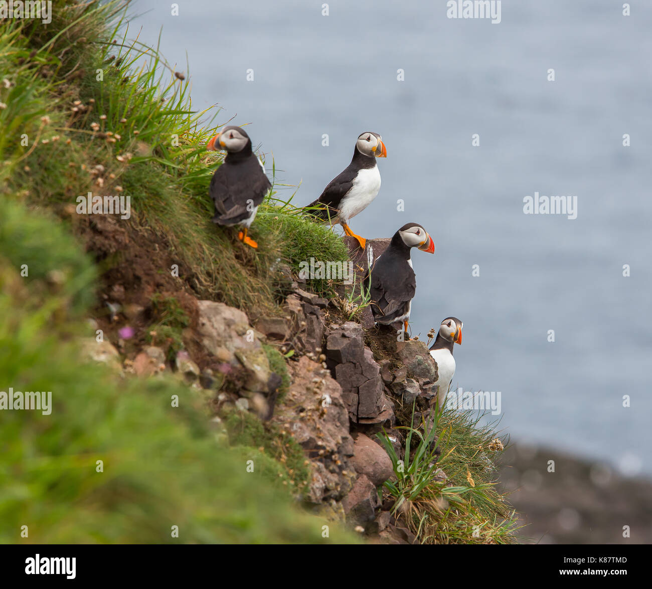 I puffini nidificazione sulle scogliere di Fowlsheugh Riserva Naturale a Crawton, Aberdeenshire, Scotland, Regno Unito Foto Stock