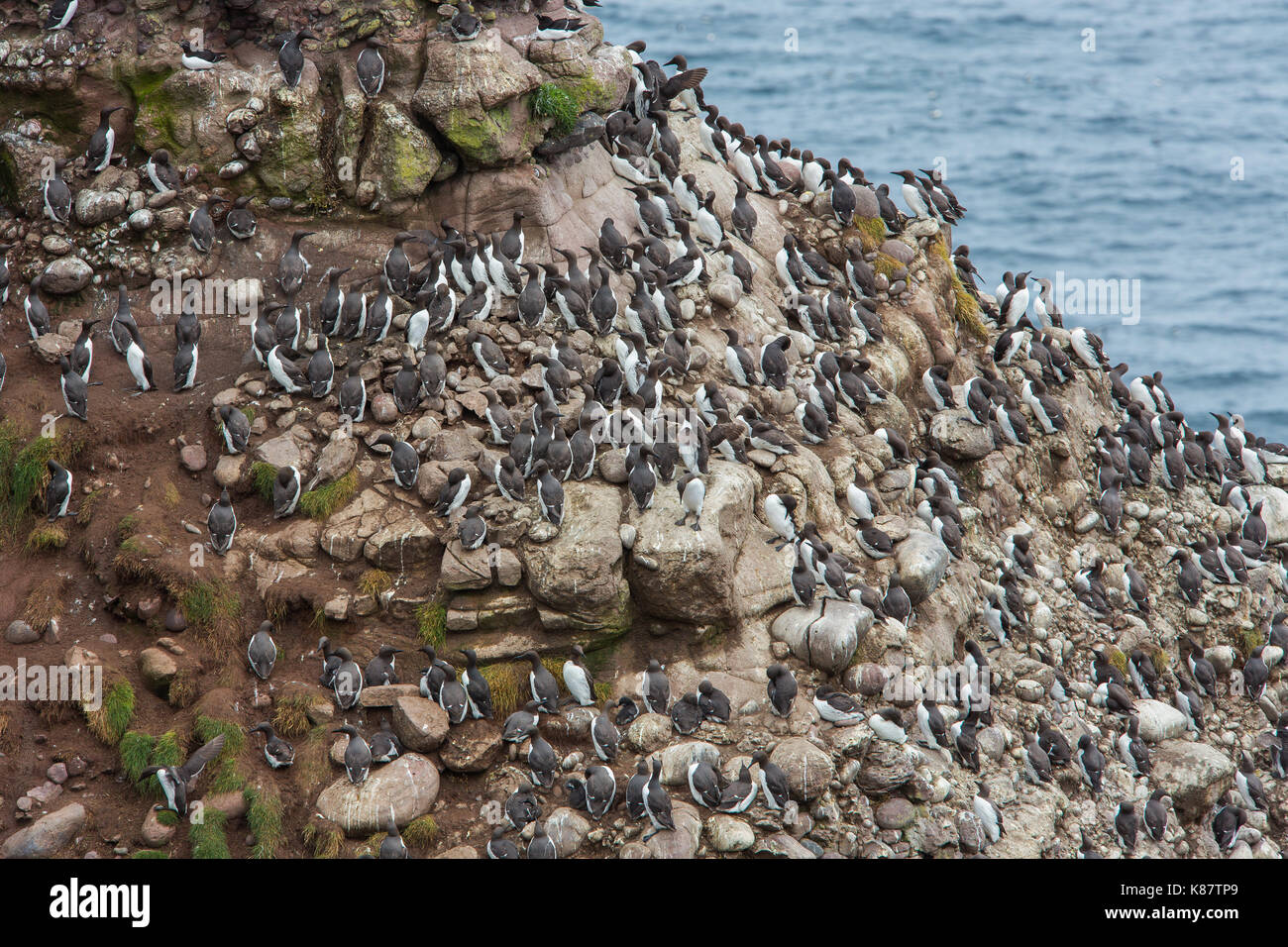 Guillemots nidificazione sulle scogliere di Fowlsheugh Riserva Naturale a Crawton, Aberdeenshire, Scotland, Regno Unito Foto Stock