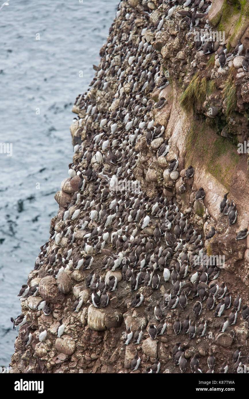 Guillemots nidificazione sulle scogliere di Fowlsheugh Riserva Naturale a Crawton, Aberdeenshire, Scotland, Regno Unito Foto Stock
