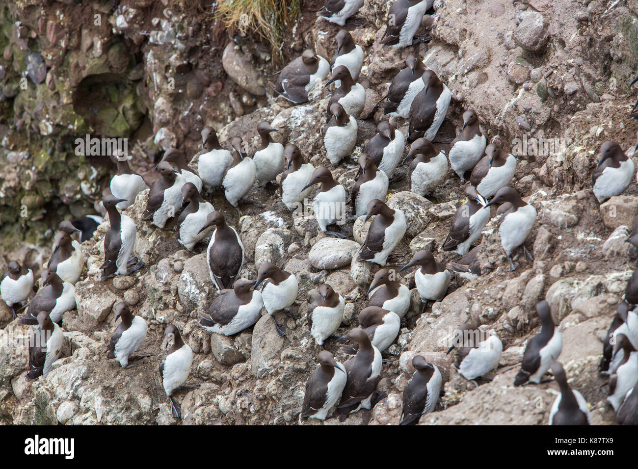 Guillemots nidificazione sulle scogliere di Fowlsheugh Riserva Naturale a Crawton, Aberdeenshire, Scotland, Regno Unito Foto Stock
