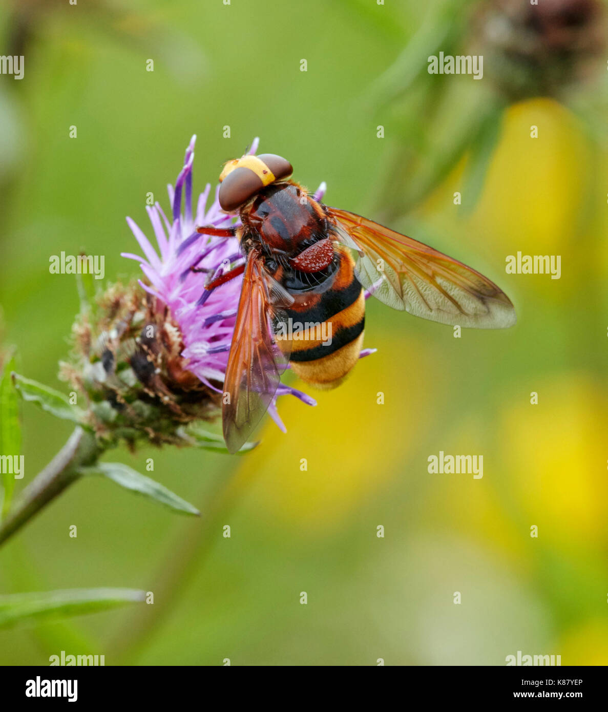 Volucella zonaria sul fiore fiordaliso - più grande del Regno Unito hoverfly. Hurst Prati, East Molesey Surrey, Inghilterra. Foto Stock
