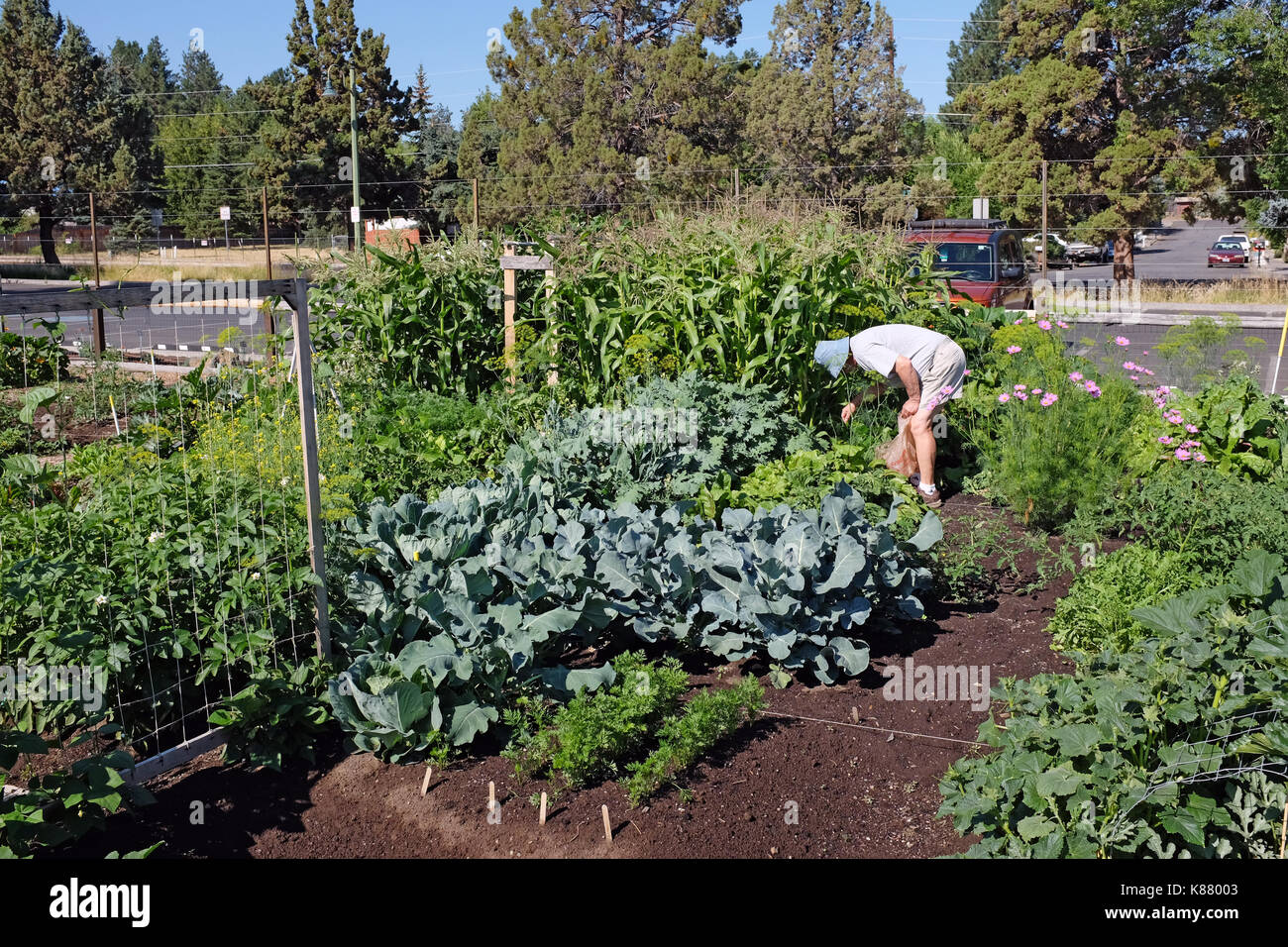 Giardini della comunità come questa al Parco Hollinshead nella curvatura Oregon, fornire terra e spazio per abitanti urbani a crescere fiori freschi e verdure Foto Stock