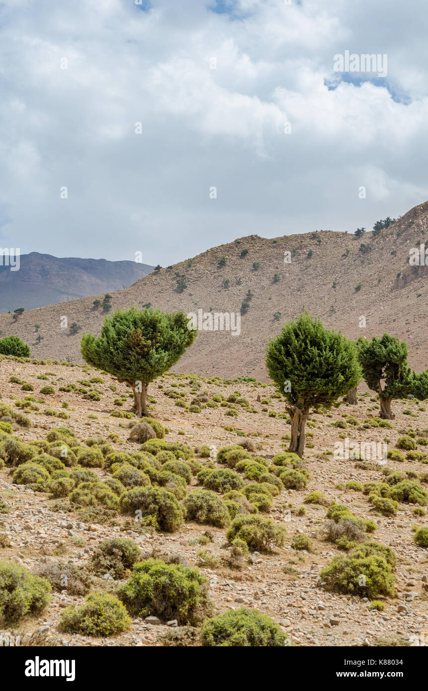 Bellissimo paesaggio con alberi singoli dei monti Atlas in Marocco, Africa del nord. Foto Stock