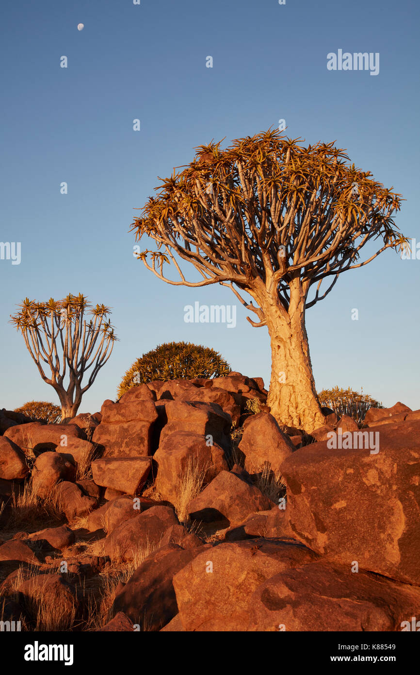Africa alti alberi di baobab, faretra alberi, adansonia al tramonto nel paesaggio roccioso a Keetmanshoop. Foto Stock