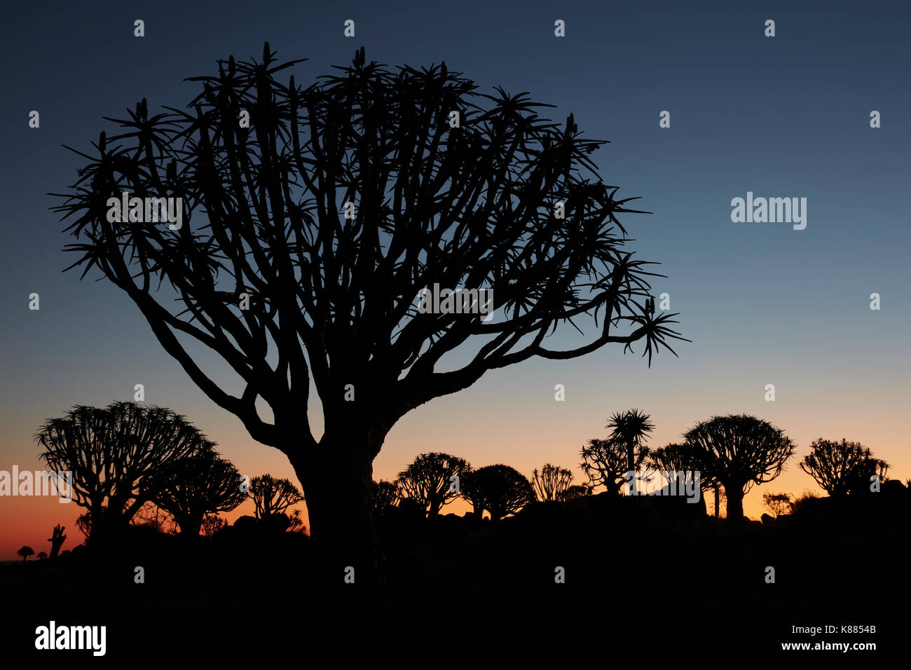Africa alti alberi di baobab, faretra alberi, adansonia, sagome al tramonto a Keetmanshoop. Foto Stock