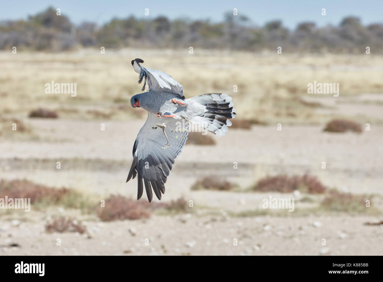 Uccello in volo cercando di catturare prede. un pallido salmodiare astore, melierax canorus rising con ali distese, con una lucertola che rientrano dalla sua talons ". Foto Stock