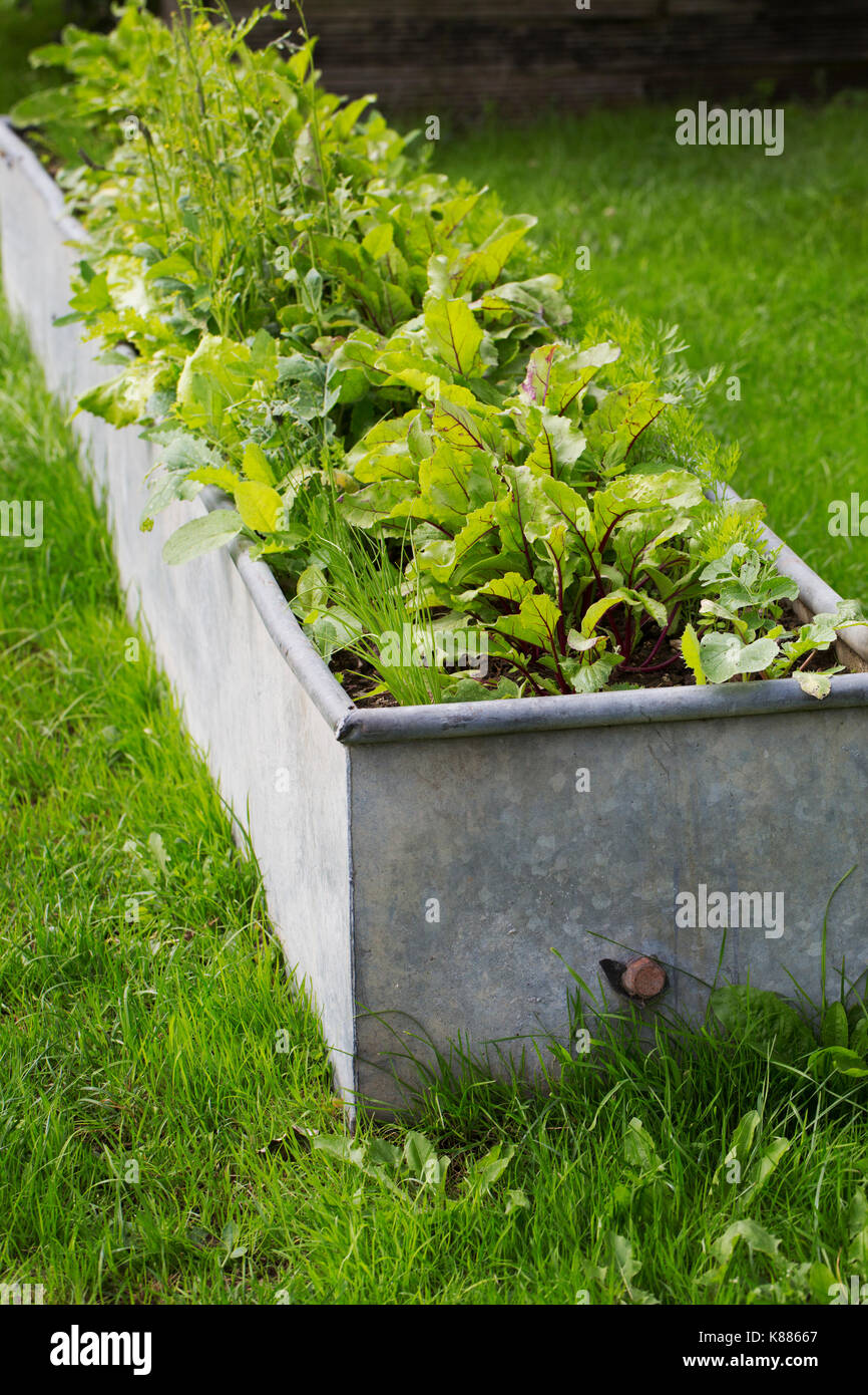Close up di erbe aromatiche fresche in crescita in una forma rettangolare in metallo grigio piantatrice. Foto Stock
