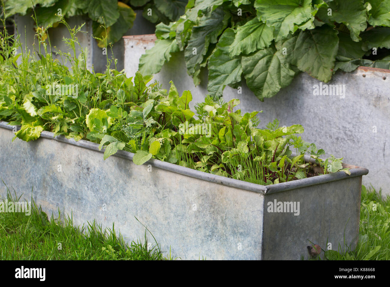 Close up di erbe aromatiche fresche in crescita in una forma rettangolare in metallo grigio piantatrice. Foto Stock