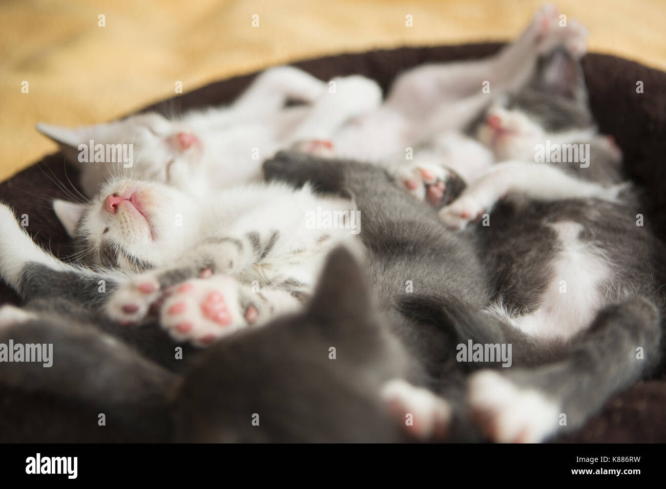 Una cucciolata di grigio e bianco gattini addormentato in un piccolo gatto letto.