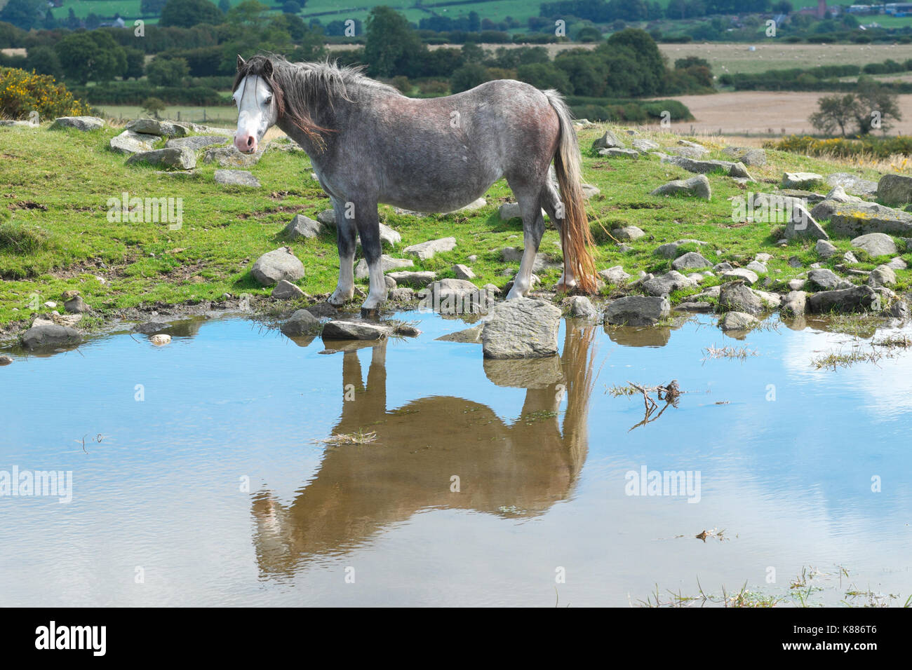 Pony selvatici si riflette in una piscina in alto sul Hergest Ridge al confine tra Inghilterra e Galles Foto Stock