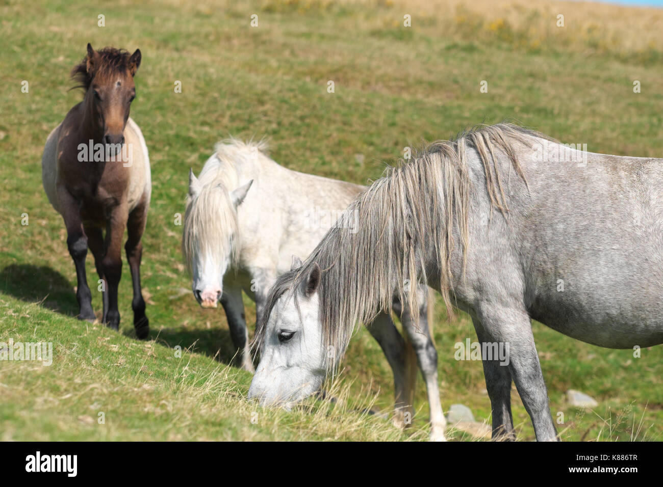 Hergest Ridge pony selvatici in alto sul confine tra Inghilterra e Galles Foto Stock
