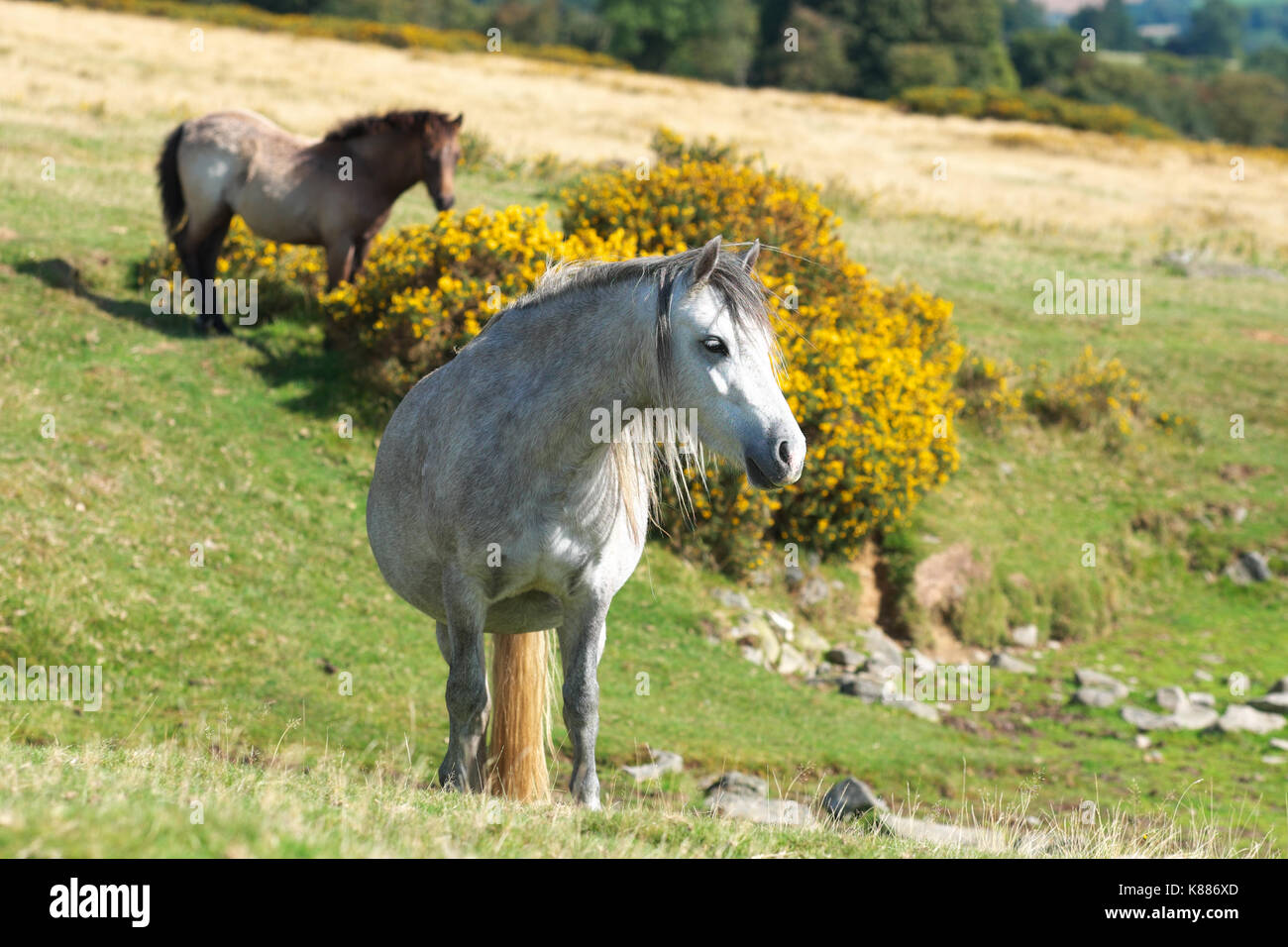 Hergest Ridge pony selvatici in alto sul confine tra Inghilterra e Galles Foto Stock