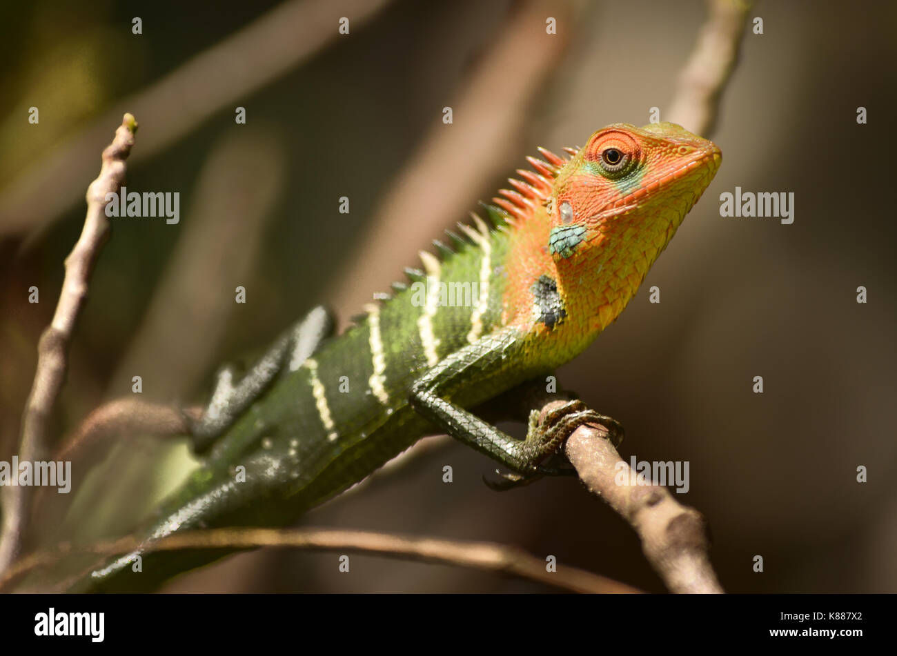 Red Head lizard calotes calotes pelle cambia colore Foto Stock