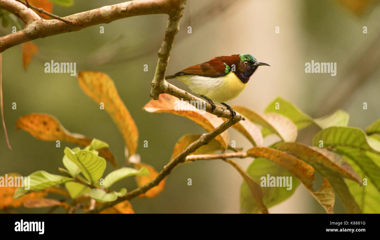 Uno viola rumped sunbird (leptocoma zeylonica) bird sul verde ramo di albero Foto Stock