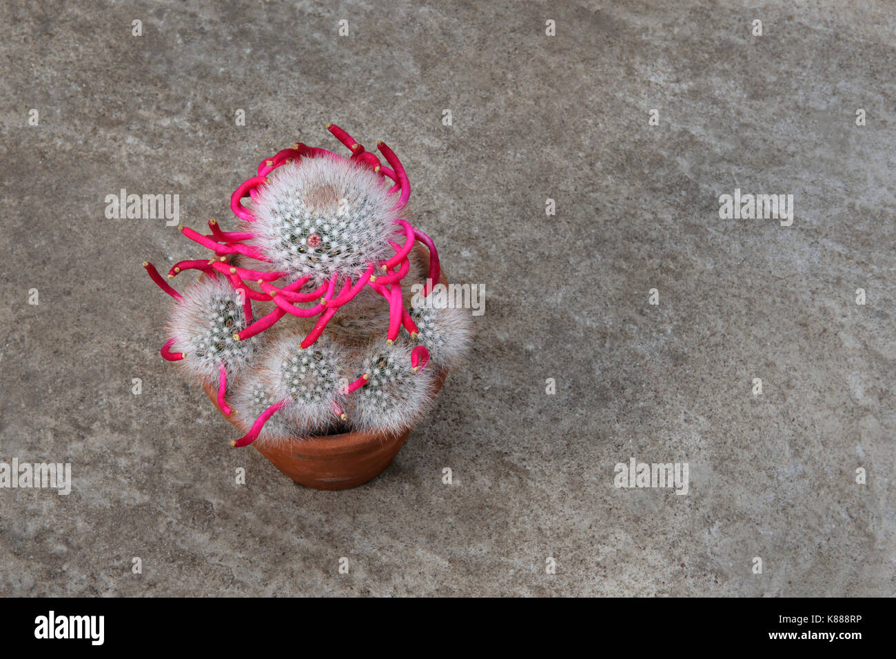 Cactus Mammillaria bocasana dopo la fioritura è terminata. Rosy frutta rossa si è formata nella sua caratteristica formazione a spirale. Foto Stock