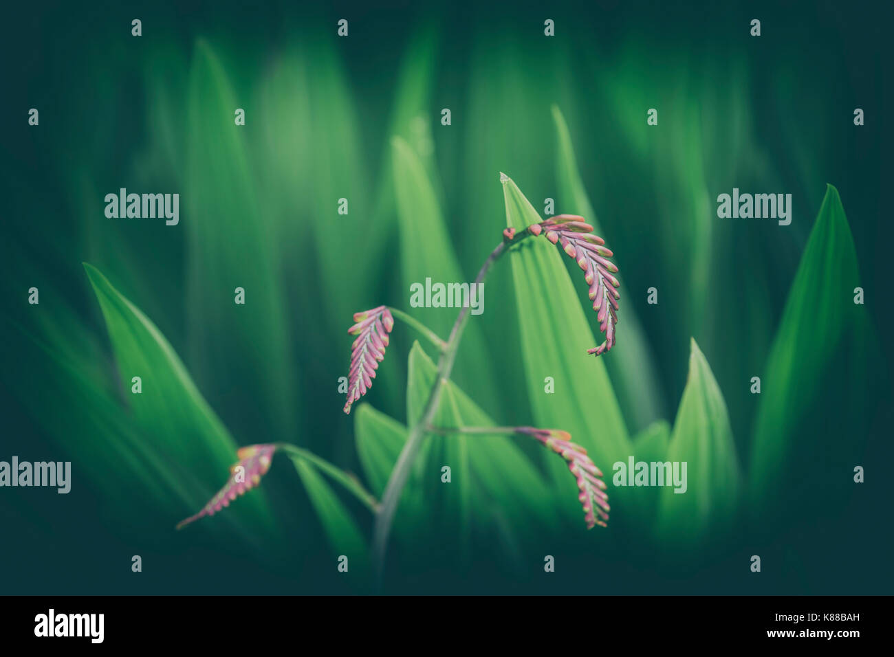 Montbretia immaturi fiore. Foto Stock