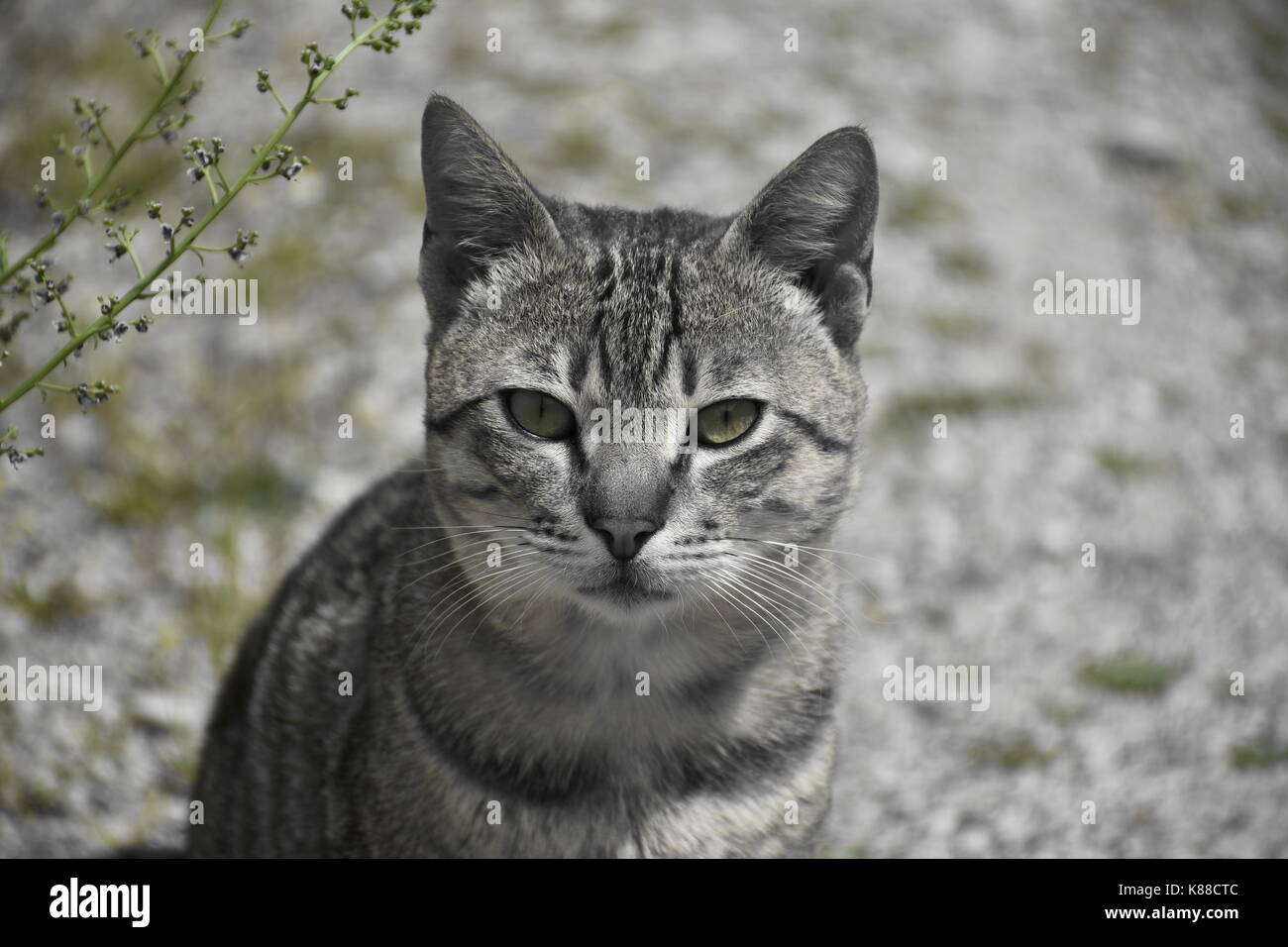 Un occhio speciale contant con questa isola cat! Appena interrotta per alcuni shot e che po' fella venite a dire ciao Foto Stock