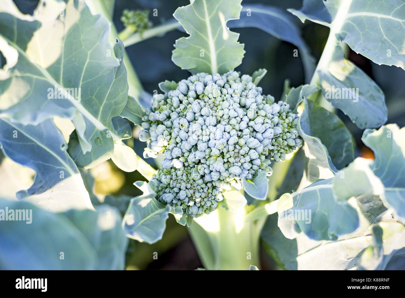 Cavolo broccolo in giardino Foto Stock
