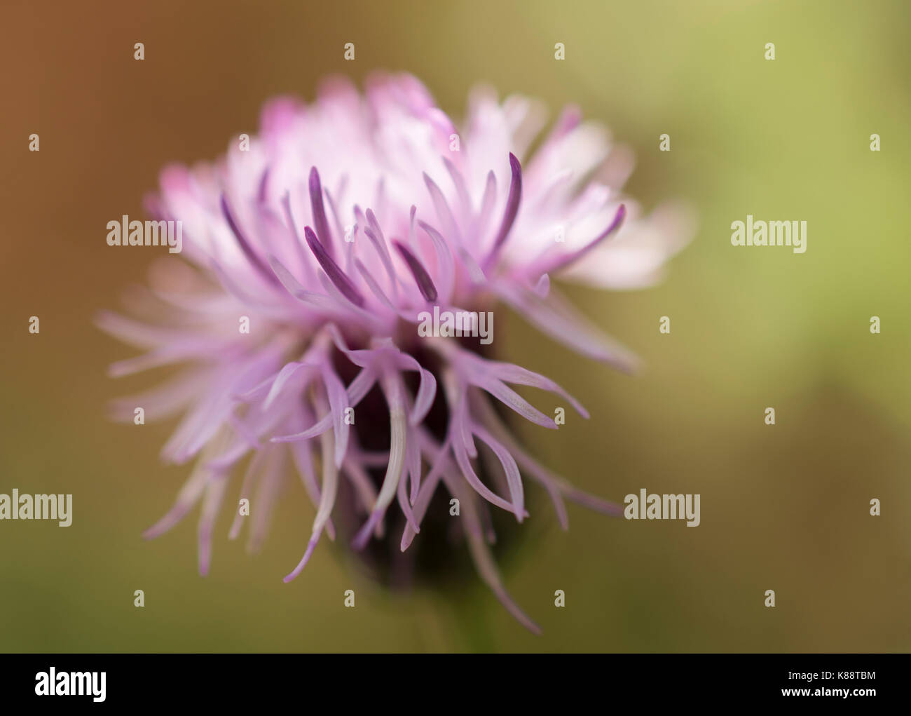 Creeping thistle flower Foto Stock