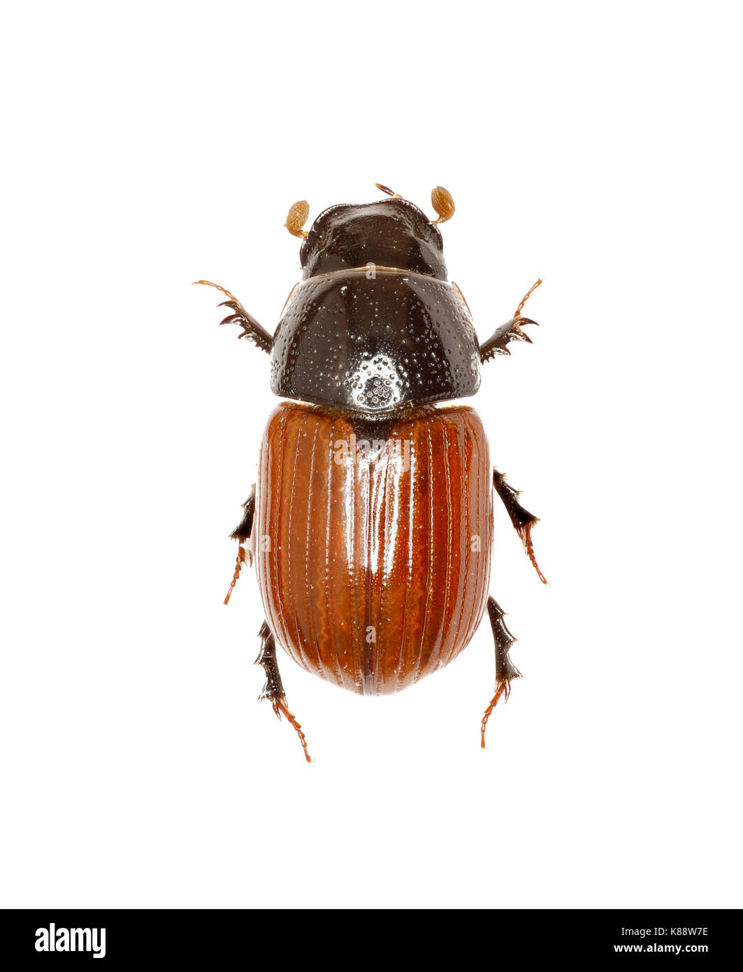 Dung beetle aphodius su sfondo bianco - aphodius fimetarius (Linnaeus, 1758) Foto Stock