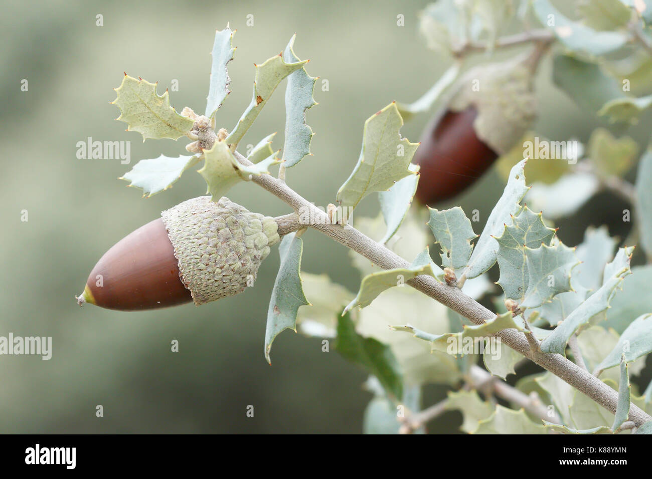 Ghianda di leccio (Quercus rotundifolia) Foto Stock