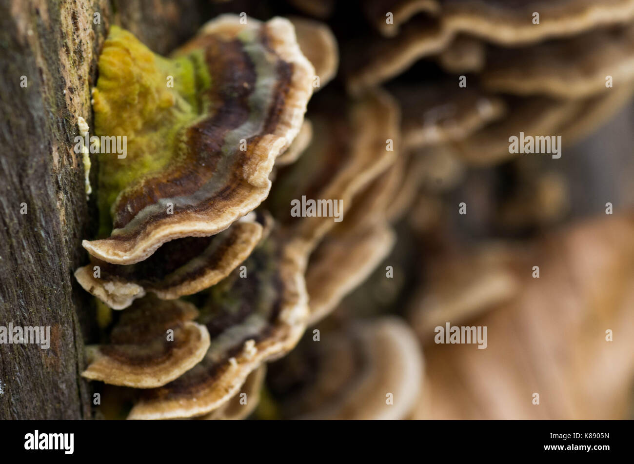 Funghi sulla struttura della foresta, Funghi, Funghi sul tronco, funghi selvatici. Foto Stock