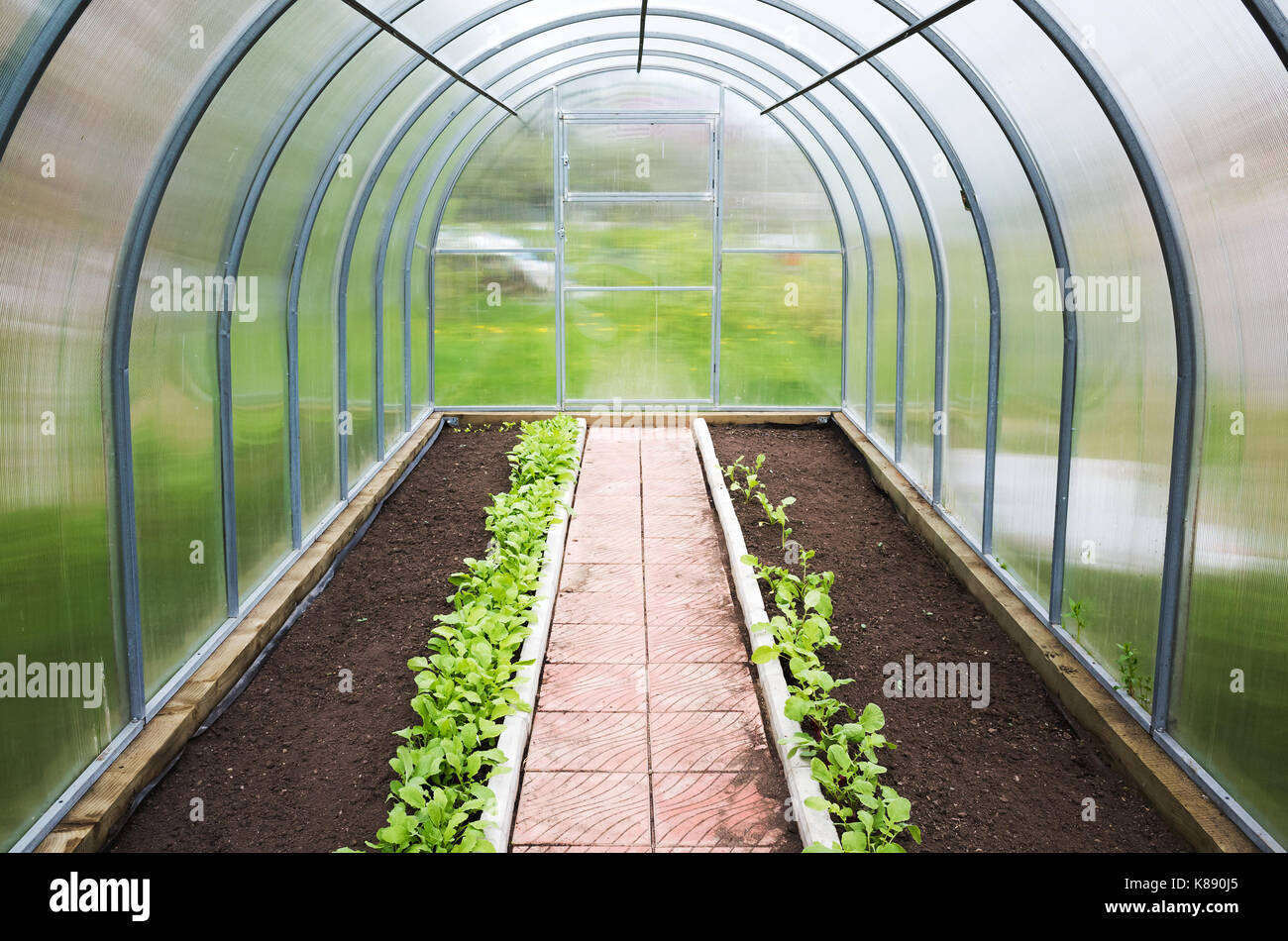 Nuovo serra sfondo interiore. verdure fresche crescente in linee Foto Stock