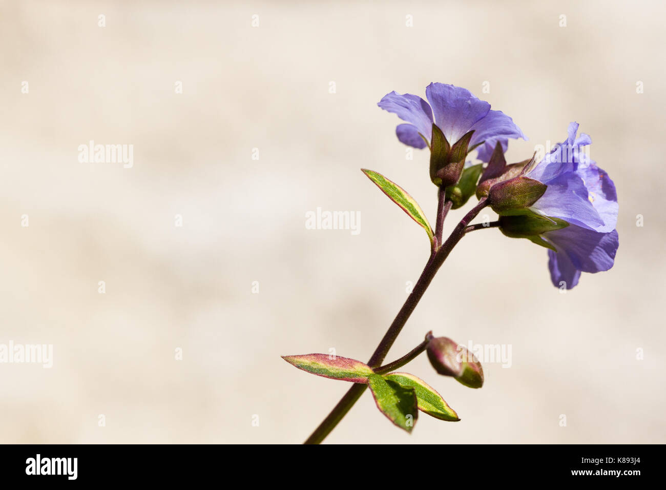 Polemonium fiori, noto anche come scaletta Jacobs, closeup, estate, Regno Unito Foto Stock