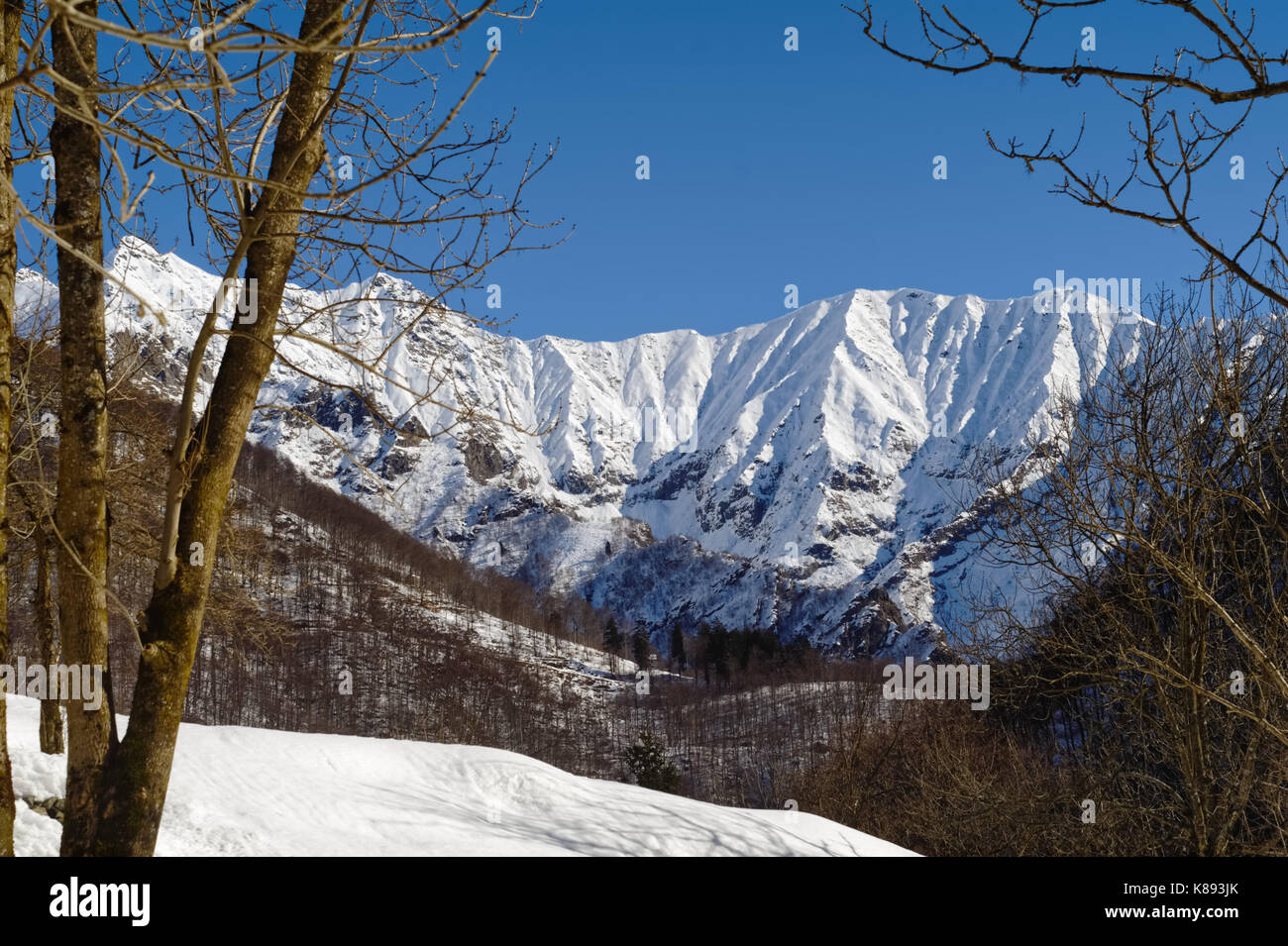 Vista del vertice nevoso di piedicavallo tra gli alberi, con boschi in inverno e il cielo blu, il fuoco selettivo sulle alpi italiane Foto Stock