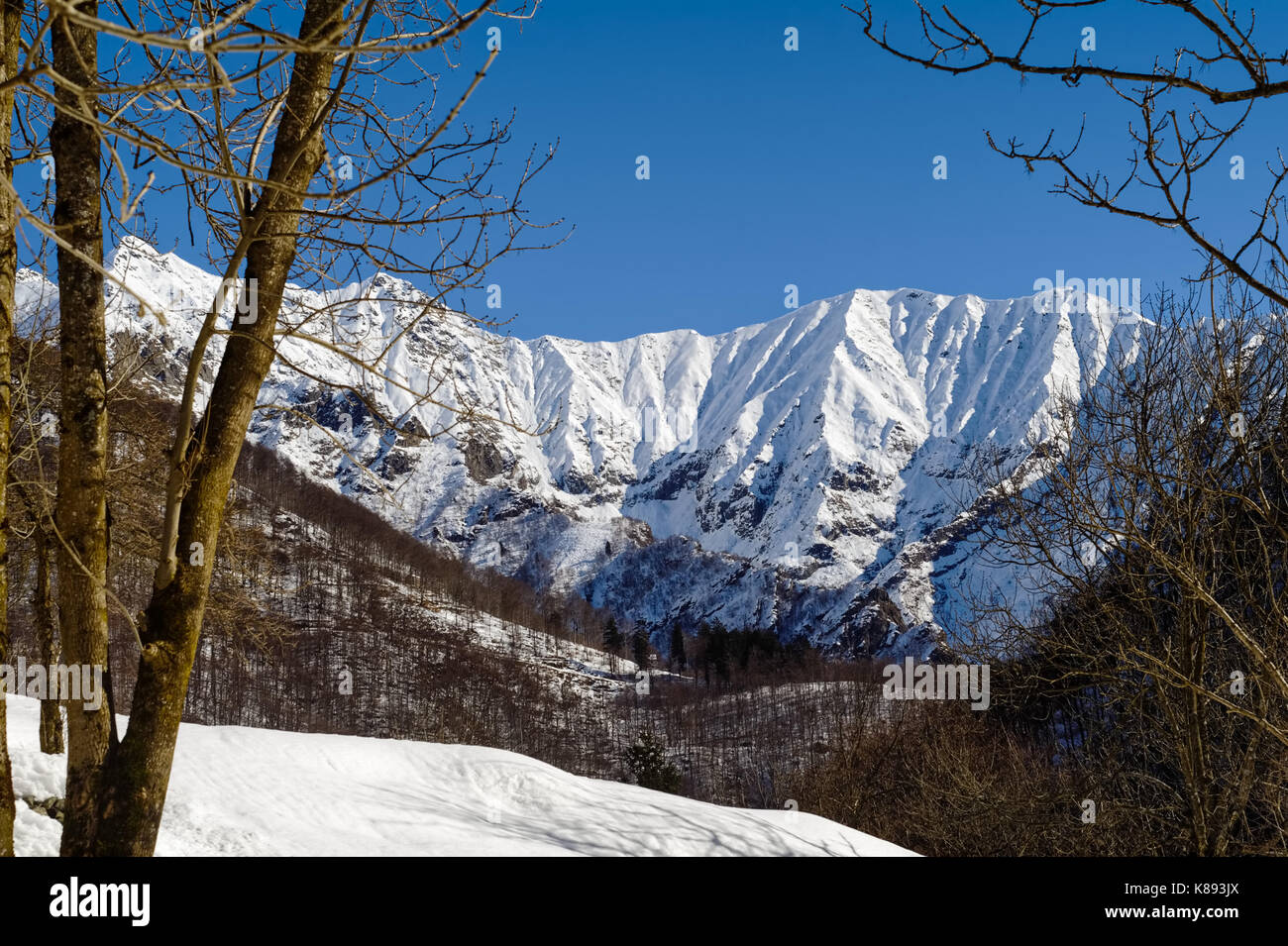 Vista del vertice nevoso di piedicavallo tra gli alberi, con boschi in inverno e il cielo blu, il fuoco selettivo sulle alpi italiane Foto Stock