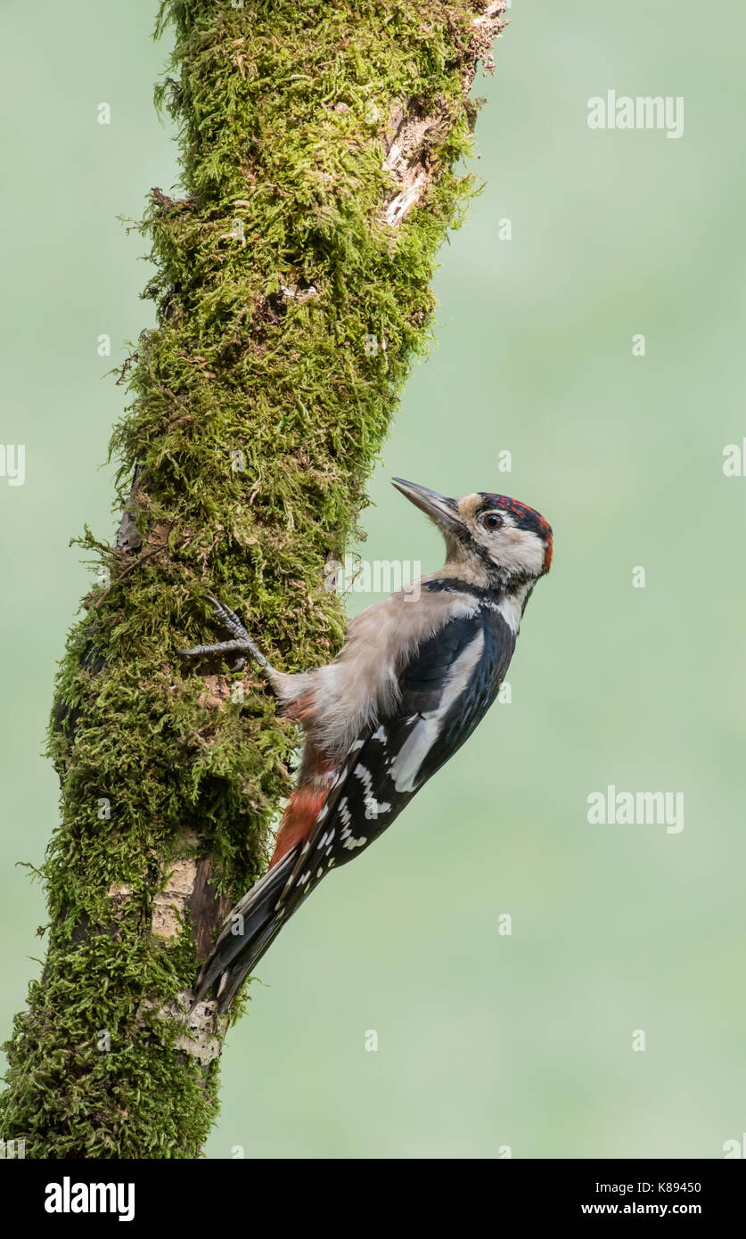 Picchio rosso maggiore (Dendrocopos major). Giovani bird, moulting nel piumaggio degli adulti. Foto Stock