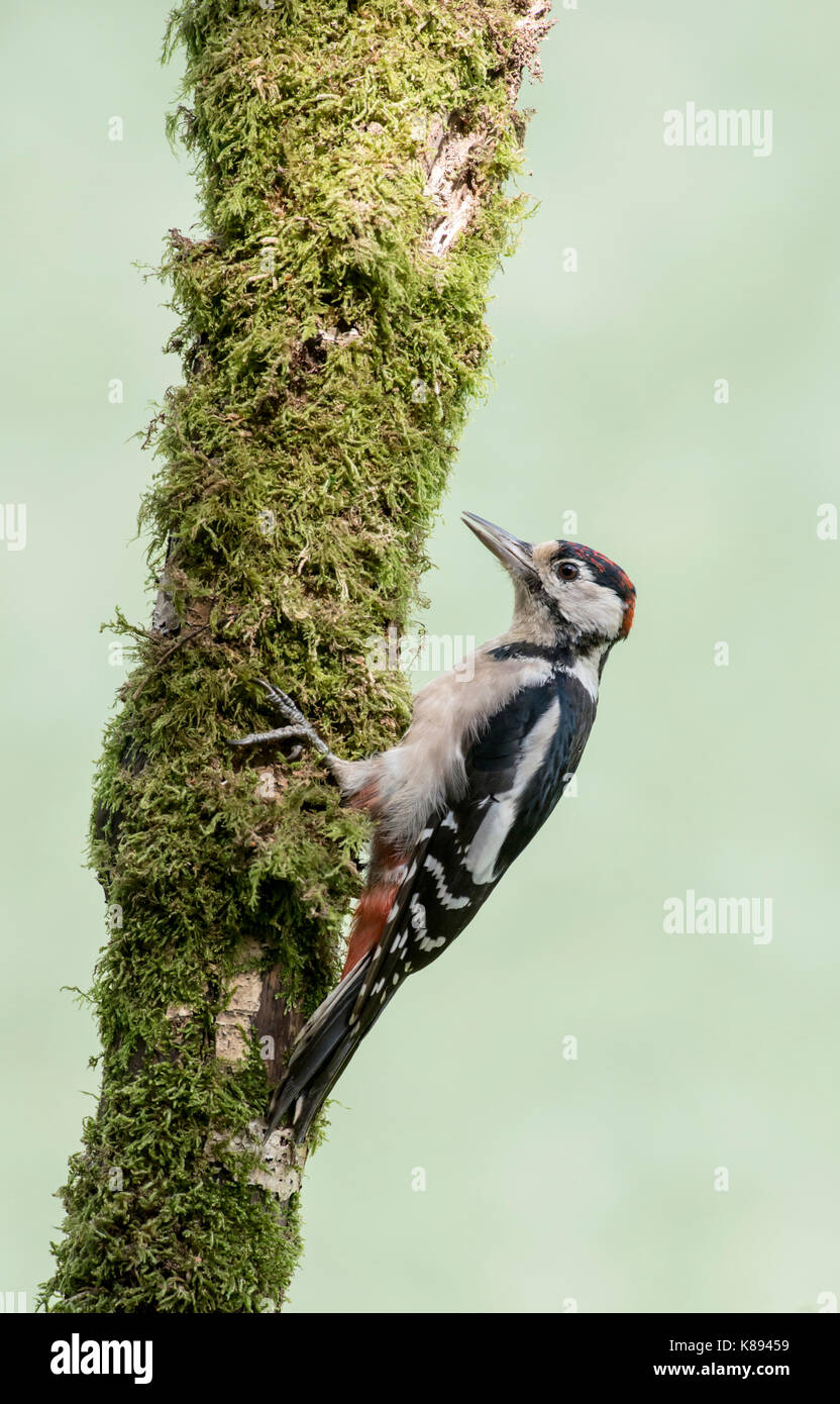 Picchio rosso maggiore (Dendrocopos major). Giovani bird, moulting nel piumaggio degli adulti. Foto Stock
