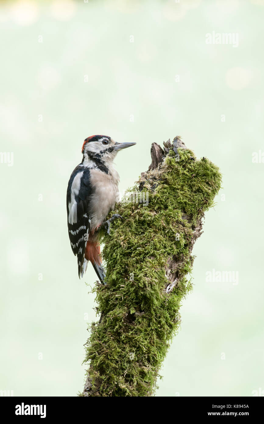 Picchio rosso maggiore (Dendrocopos major). Giovani bird, moulting nel piumaggio degli adulti. Foto Stock