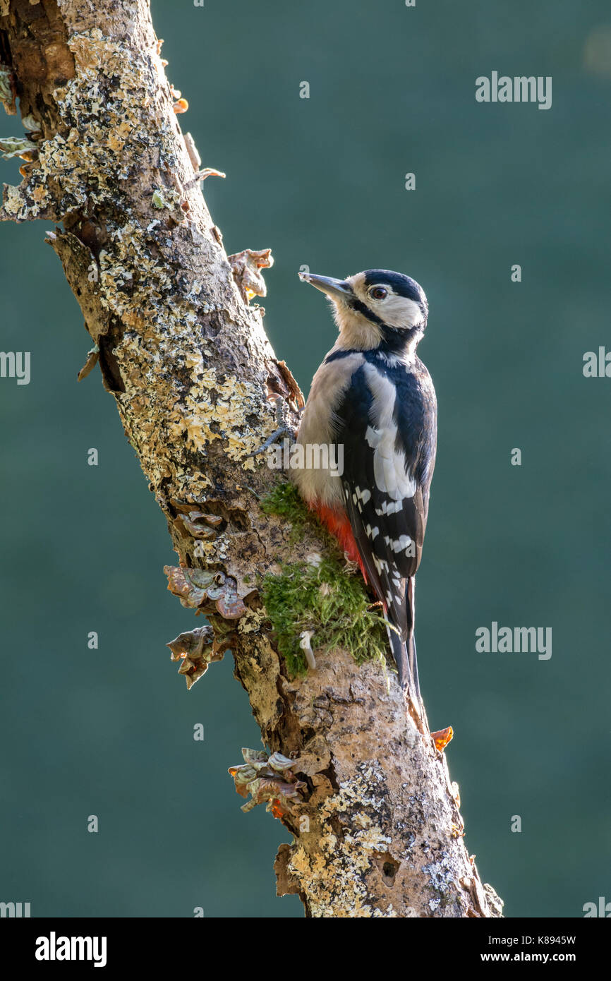 Picchio rosso maggiore (Dendrocopos major) Foto Stock