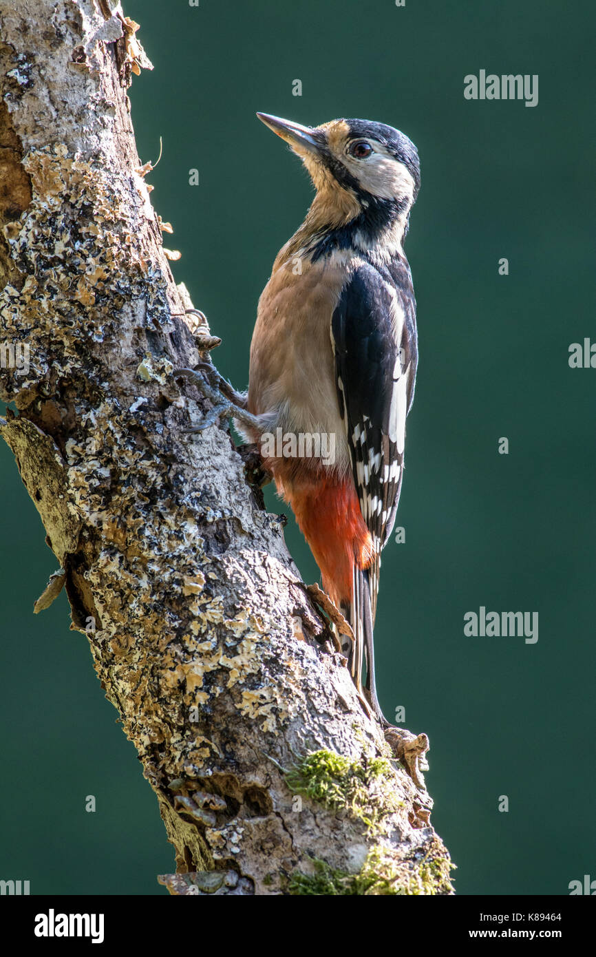 Picchio rosso maggiore (Dendrocopos major), femmina adulta sul tronco di albero Foto Stock