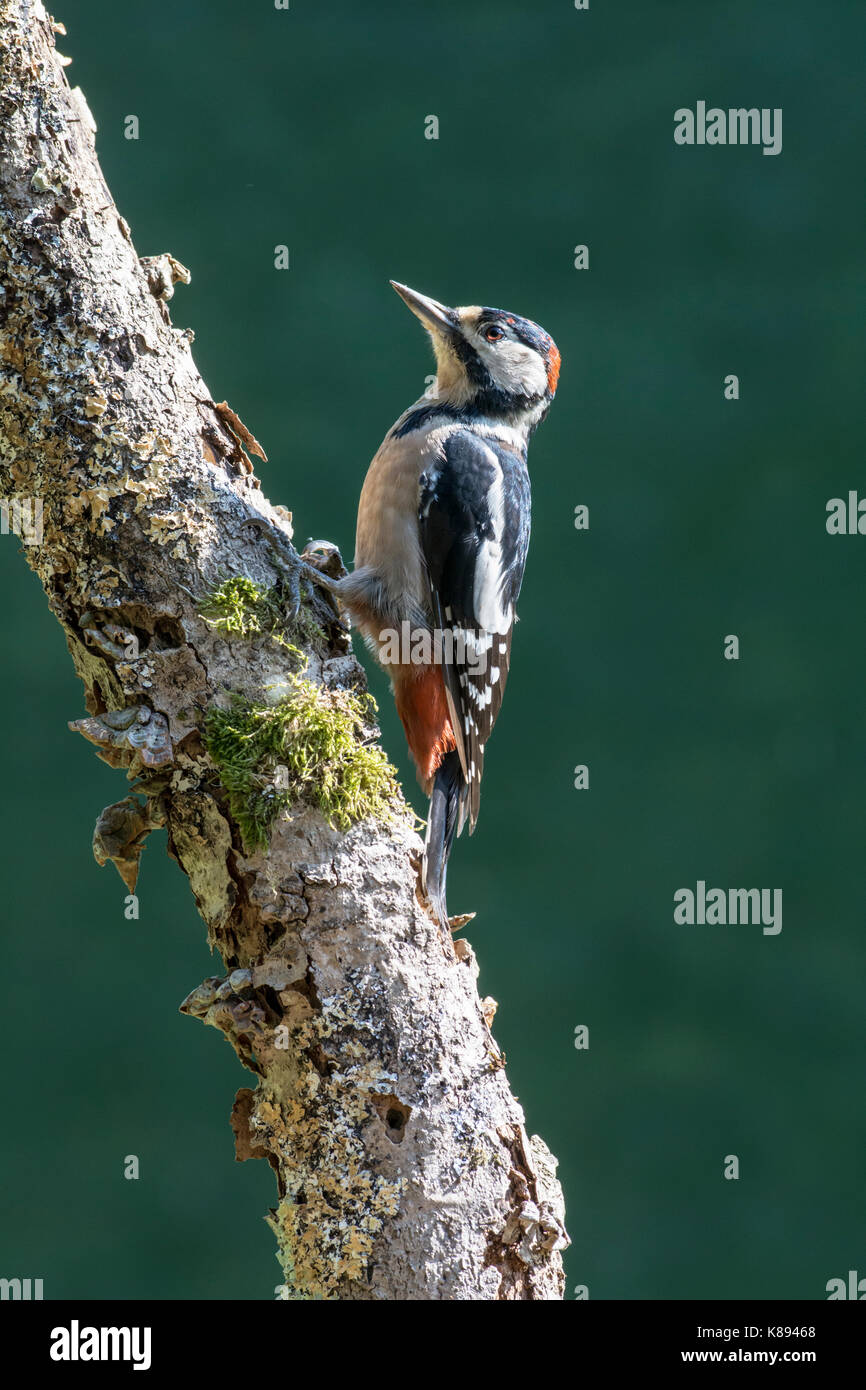 Picchio rosso maggiore (Dendrocopos major). Giovani bird, moulting nel piumaggio degli adulti. Foto Stock