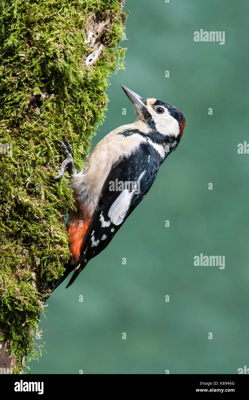 Picchio rosso maggiore (Dendrocopos major). Giovani bird, moulting nel piumaggio degli adulti. Foto Stock