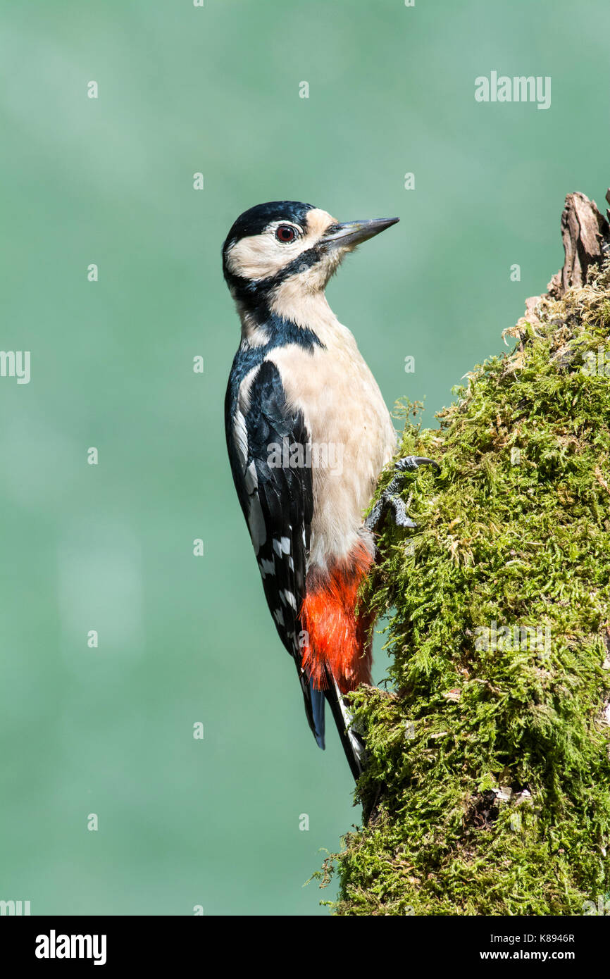 Picchio rosso maggiore (Dendrocopos major), femmina adulta sul tronco di albero Foto Stock