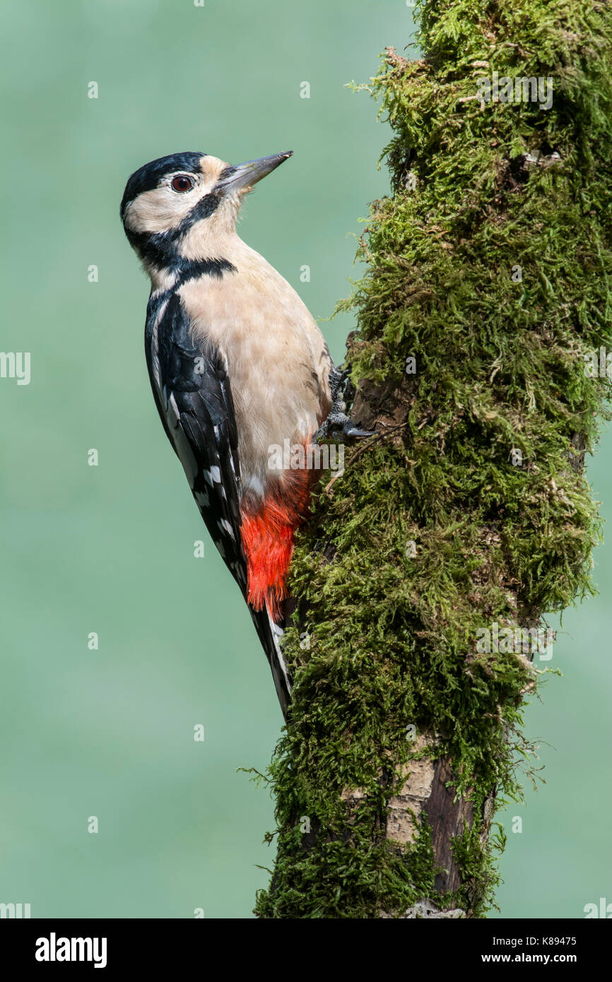 Picchio rosso maggiore (Dendrocopos major), femmina adulta sul tronco di albero Foto Stock