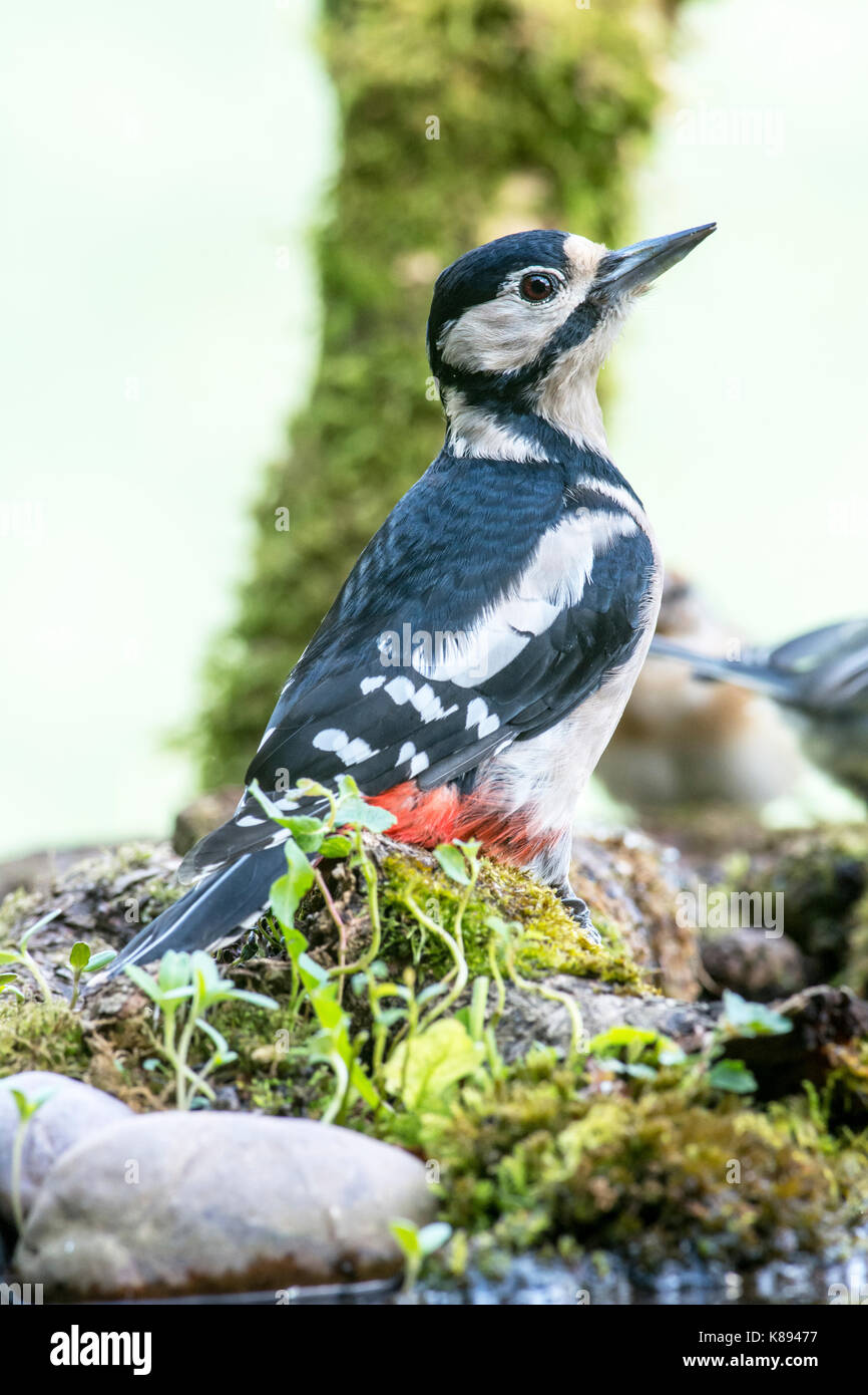 Picchio rosso maggiore (Dendrocopos major) femmina adulta sul terreno Foto Stock