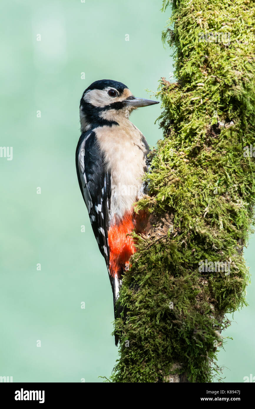 Picchio rosso maggiore (Dendrocopos major), femmina adulta sul tronco di albero Foto Stock