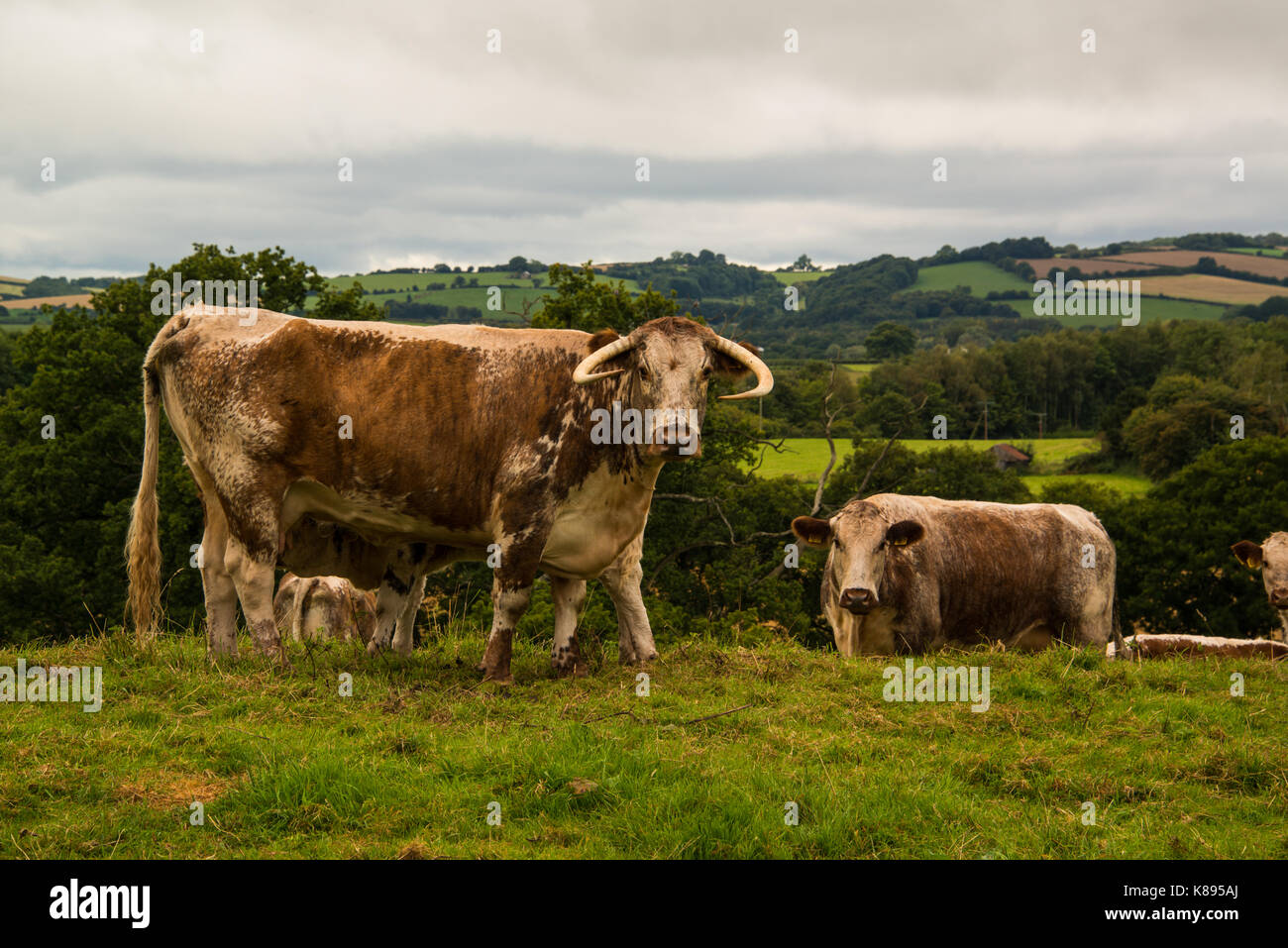 Il pascolo di bestiame vicino a Raglan Castle. West Wales. Foto Stock