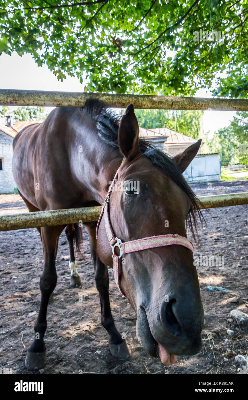 Cavallo mostra la linguetta Foto Stock