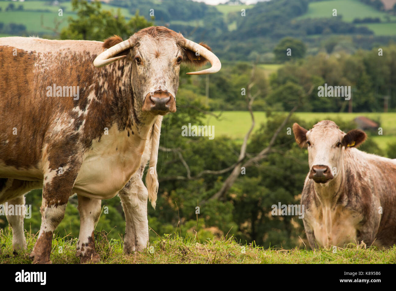 Il pascolo di bestiame vicino a Raglan Castle. West Wales. Foto Stock