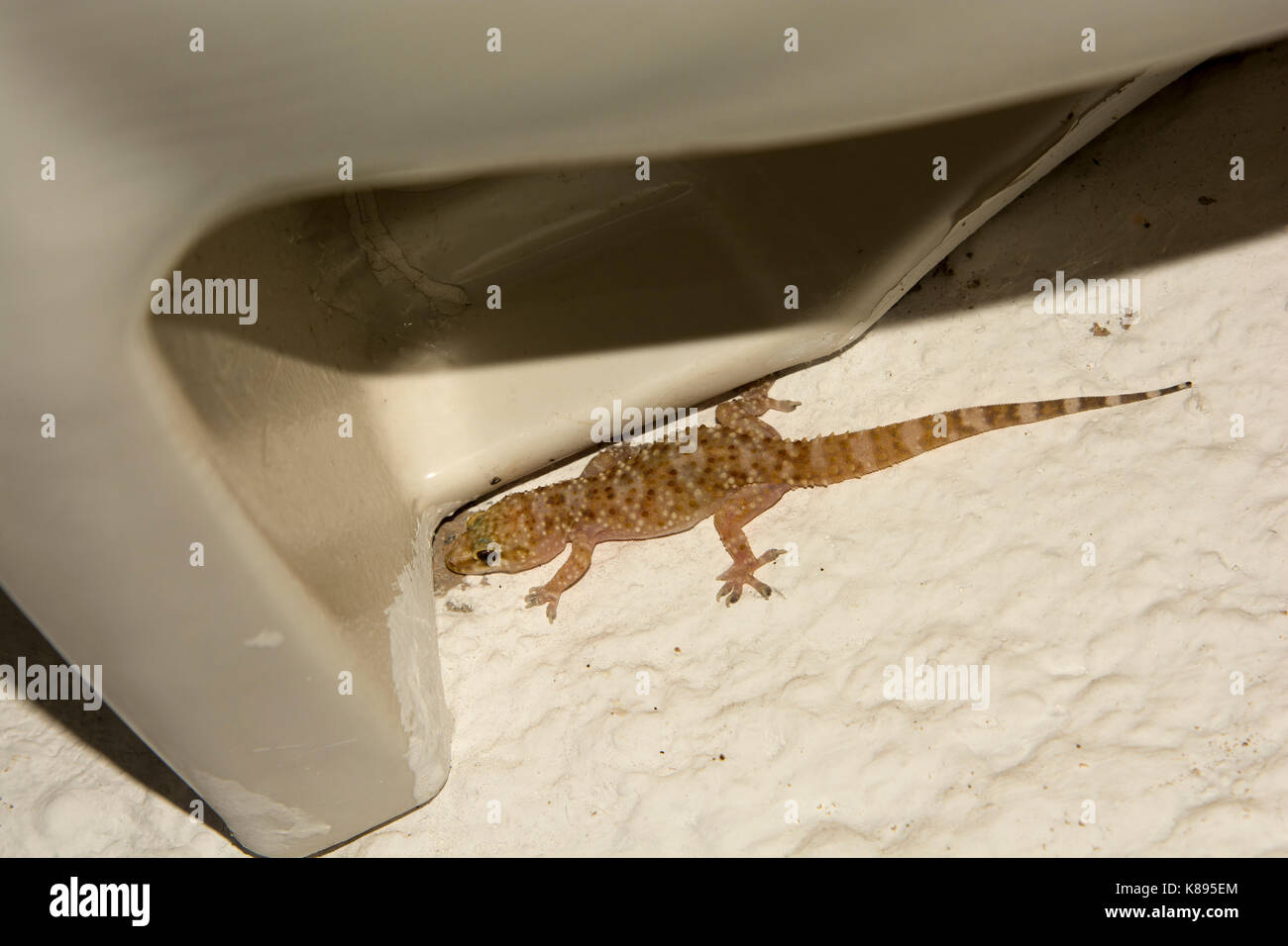 Mediterranean House Gecko in una vecchia casa in Mirthios in creta. Europäischer Halbfinger in einem alten Bauernhaus in Mirthios auf Kreta. Foto Stock