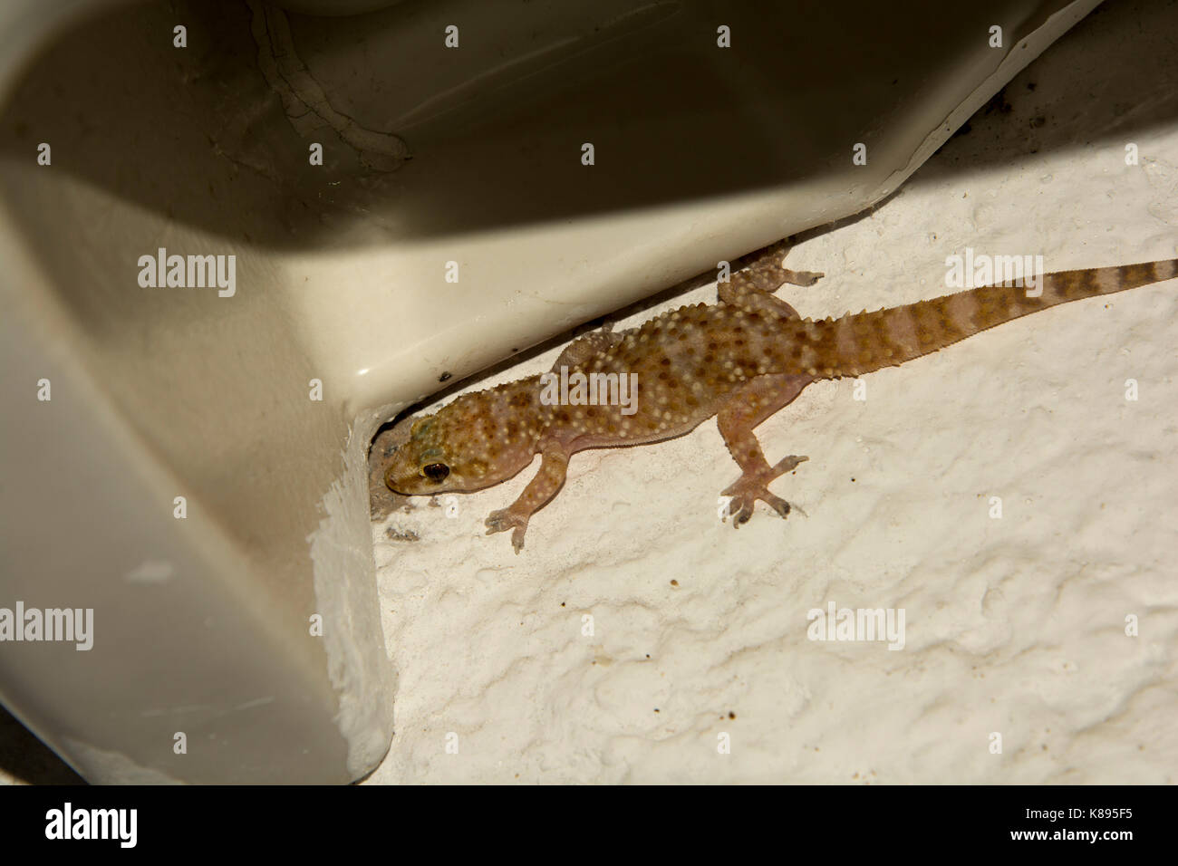 Mediterranean House Gecko in una vecchia casa in Mirthios in creta. Europäischer Halbfinger in einem alten Bauernhaus in Mirthios auf Kreta. Foto Stock